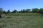 The garden