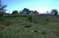 The garden