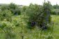 Tha garden