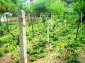 the vineyard
