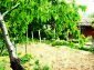 the garden