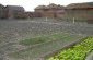 the yard