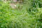 The garden