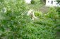 The garden