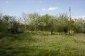 The garden