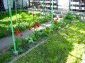 the garden