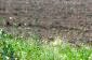 Lands for sale near Pleven