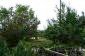 The garden