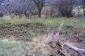The garden