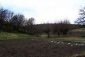 The garden
