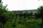 A garden
