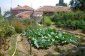 The garden