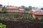 The garden