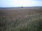 The land