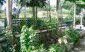The garden