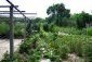 The garden
