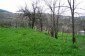 The garden