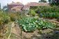 The garden
