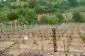 The vineyard