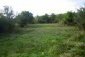 The garden