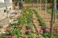 The garden
