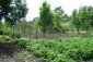 The garden