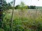 The garden