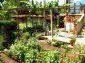 The garden