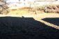 The garden