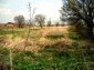 The garden