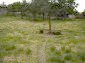 The garden