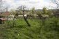 The garden
