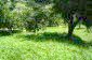 The garden