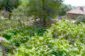 The garden
