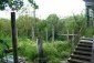 The garden