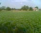 The garden