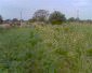 The garden