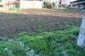 The garden
