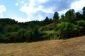 The garden