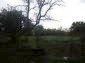 The garden