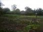 The garden