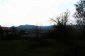 The garden