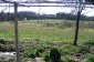 Part of the garden