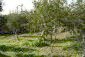 The garden