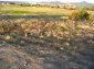The plot of land