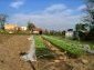 The garden