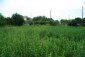 The garden