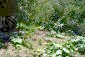 The garden
