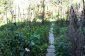 The garden