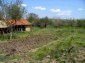 The garden